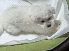 -唐小姐の猫狗洗护·购宠旗舰店(周浦万达店)