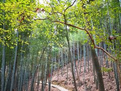 -上海佘山国家森林公园天马山园