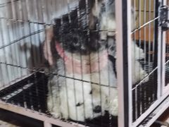 -天宠宠物医院24小时·急重症诊疗中心·全科·腔镜特色(和平分院)