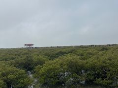 -红树林天天赶海