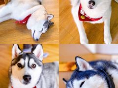 -Husky Go! 哈士奇体验馆·宠物咖啡厅狗咖
