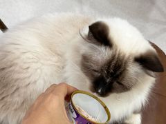 -共舞时光猫咖·狗咖(新街口店)