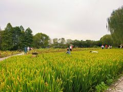 -溱湖国家湿地公园