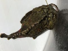 -海盗餐厅