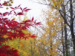 -西南交通大学九里校区-篮球场