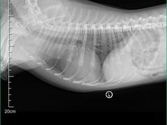 -爱妮康宠物医院·干细胞免疫细胞·肿瘤·心脏(张江店)