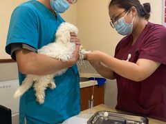 -艾贝尔宠物医院·24H转诊中心·肿瘤猫专科(江宁双龙店)