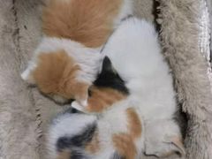 -宠颐生中康贝怡动物医院