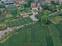 -龙坞茶村