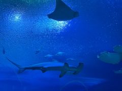 -珠海长隆海洋王国