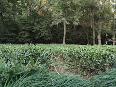 -杭州西湖风景名胜区-三生石