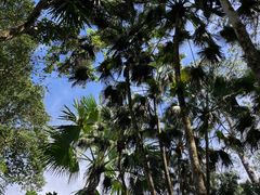 -中国科学院西双版纳热带植物园