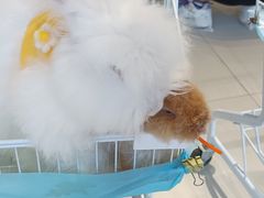 -怪兽屋·羊驼·猫咖·狗咖(俊华广场店)