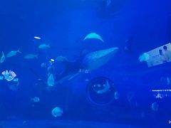 -烟台海昌鲸鲨海洋公园