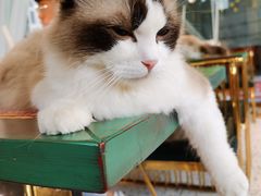 -喵喵咪呀布偶猫咖(春熙路店)