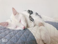 -乖乖宠物医院·猫科·急重症中心(车站北路分院)