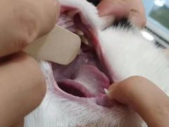-萌兽医馆·犬猫专科·眼科中心·宠物医院(朝阳门分院)