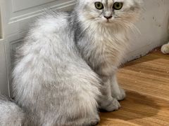 -COLOR PETS 撸猫馆·购猫·猫咖(长风大悦城店)