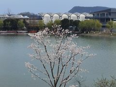 -羊山湖公园