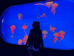 -合肥海洋世界