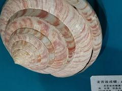 -青岛贝壳博物馆