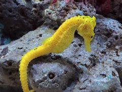 -暹罗海洋世界