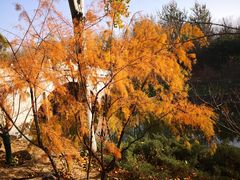 -大兴滨河森林公园