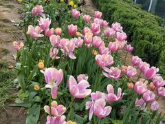 -石家庄市植物园