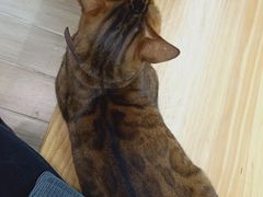 -李小姐の猫咖啡馆(五角场店)