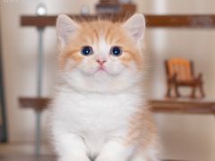 -小猫来了·猫舍(红山六九七九店)