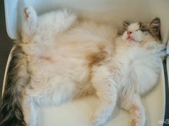 -飞行喵MR PILOT|猫舍·猫咖(静安大融城店)