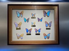 -上海昆虫博物馆