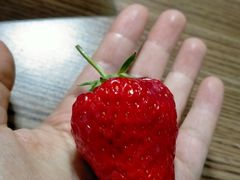 -大自然农场蔬菜草莓采摘园