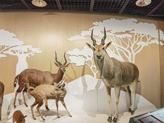 -陕西自然博物馆