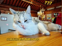 -猫小院猫主题餐厅(南锣旗舰店)