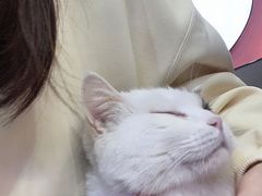 -喵园·猫主题咖啡厅·撸猫·猫咖(国贸店)