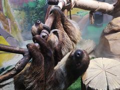 -华夏文旅海洋公园