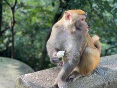 -黔灵山公园