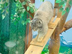 -青藏高原野生动物园