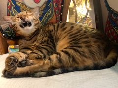 -more than meow吴止猫主题餐厅(承德 中船汇店)