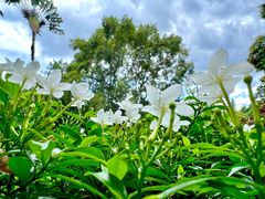 -中国科学院西双版纳热带植物园
