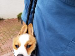 -翊宠yipet猫狗购宠庄园犬舍•猫舍