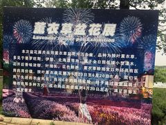 -大塘金香草谷