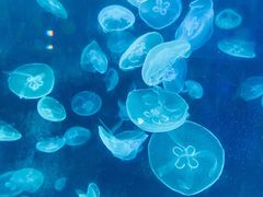 -海合安青岛极地海洋公园
