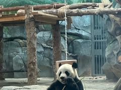 -武汉动物园