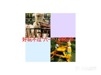 “六一”将至，神兽要回家了，带出去玩是最好的