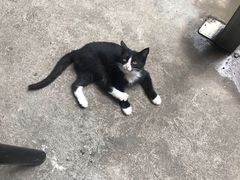 -新疆狼爷烤肉(宋庄店)