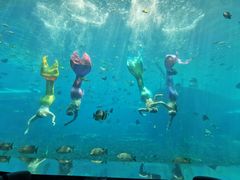 -瑞德姆美人鱼海底演艺主题餐厅(亚龙湾店)