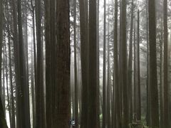 -阿里山神木遗迹