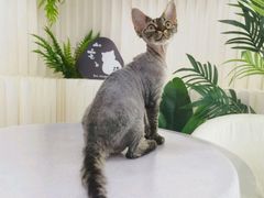 -山宅一喵德文卷毛猫舍
